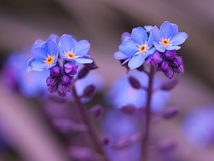 selective focus photography of Forget Me Not flowers, forget-me-nots