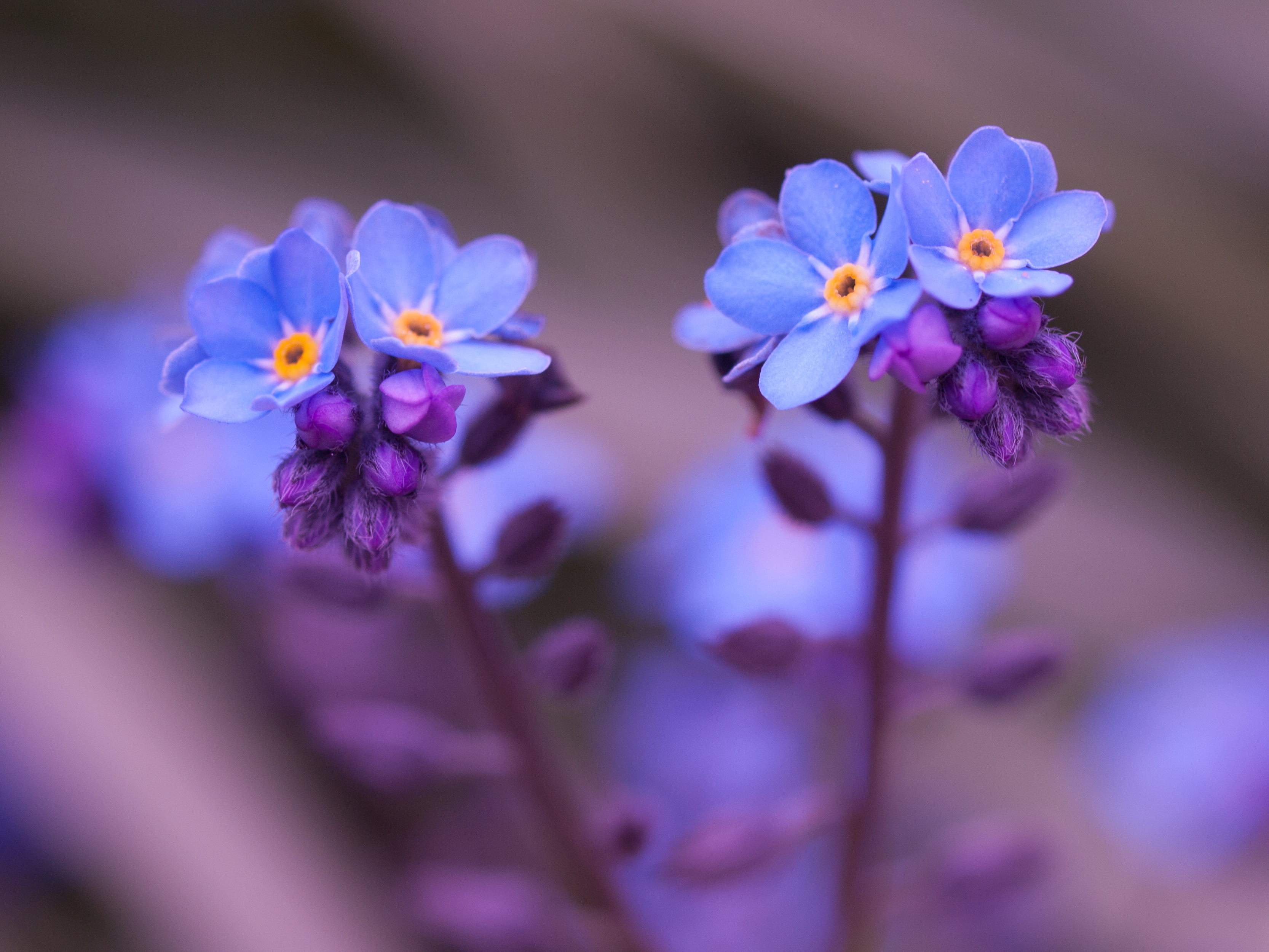 Watercolor Forgetmenot Flower Phone Wallpaper  Flower phone wallpaper  Aesthetic pastel wallpaper Art aesthetic wallpaper