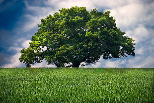 green leafed tree located in the middle of grass field
