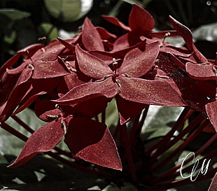 brown and red flower decor, flowers