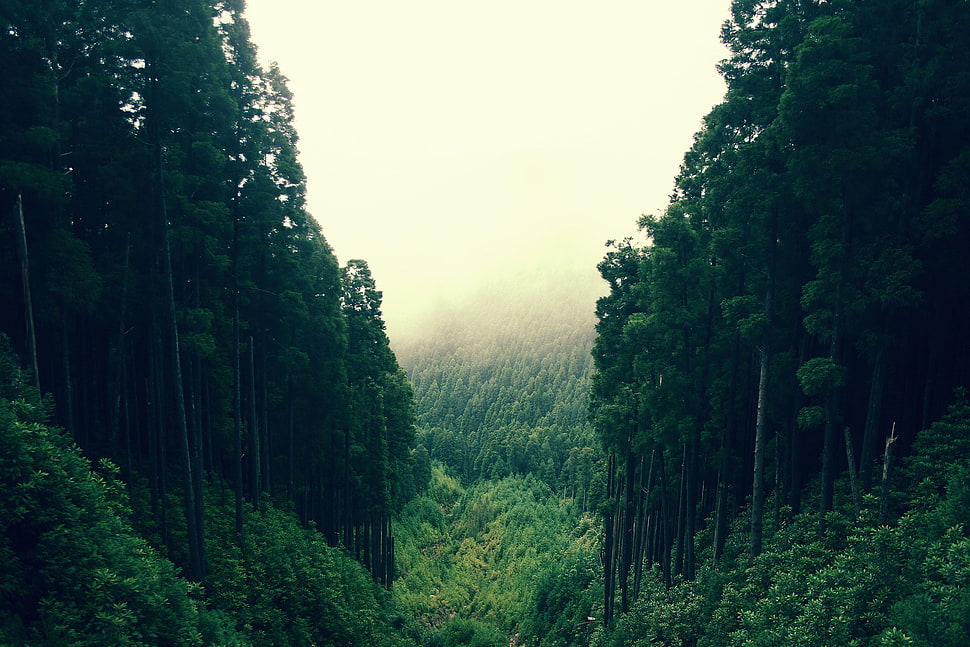 green trees, forest, trees, nature, landscape HD wallpaper