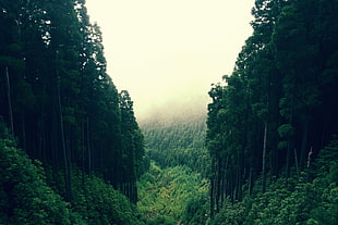 green trees, forest, trees, nature, landscape