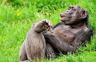 lying Chimpanzee sticking tongue out HD wallpaper