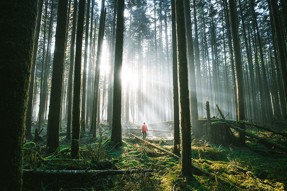 men's orange top and black bottoms, forest, deep forest, shadow HD wallpaper