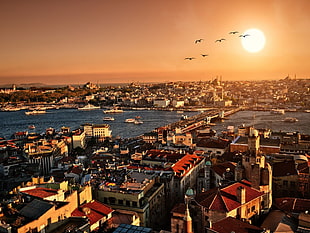 flight of birds, cityscape, Istanbul