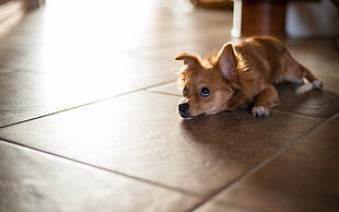 short-coated brown dog lying on tiled floor