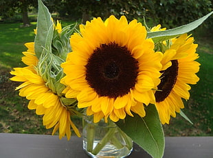 blooming Sunflower at daytime