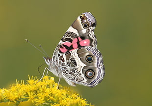 macro photography of white, gray, and black butterfly perched on yellow flower