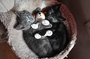 two black cats on gray pet bed