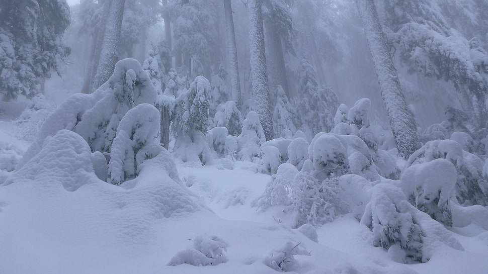white snow, forest, winter, snow HD wallpaper