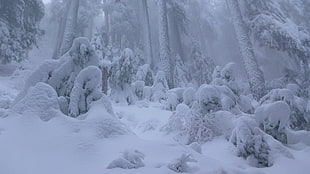 white snow, forest, winter, snow