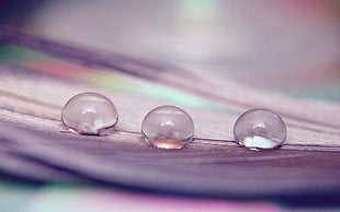 macro shot of water drops