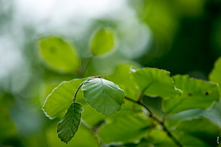 close-up photo of green leaf HD wallpaper