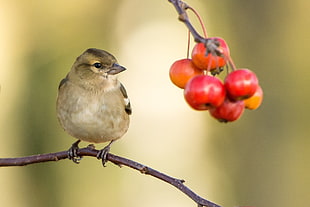 brown small beak bird on tree branch with red round small fruits