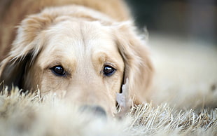 light golden retriever puppy prone lying on dried grass at daytime
