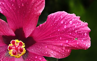pink hibiscus, nature, flowers, hibiscus, pink flowers