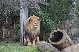 lion sits beside tree