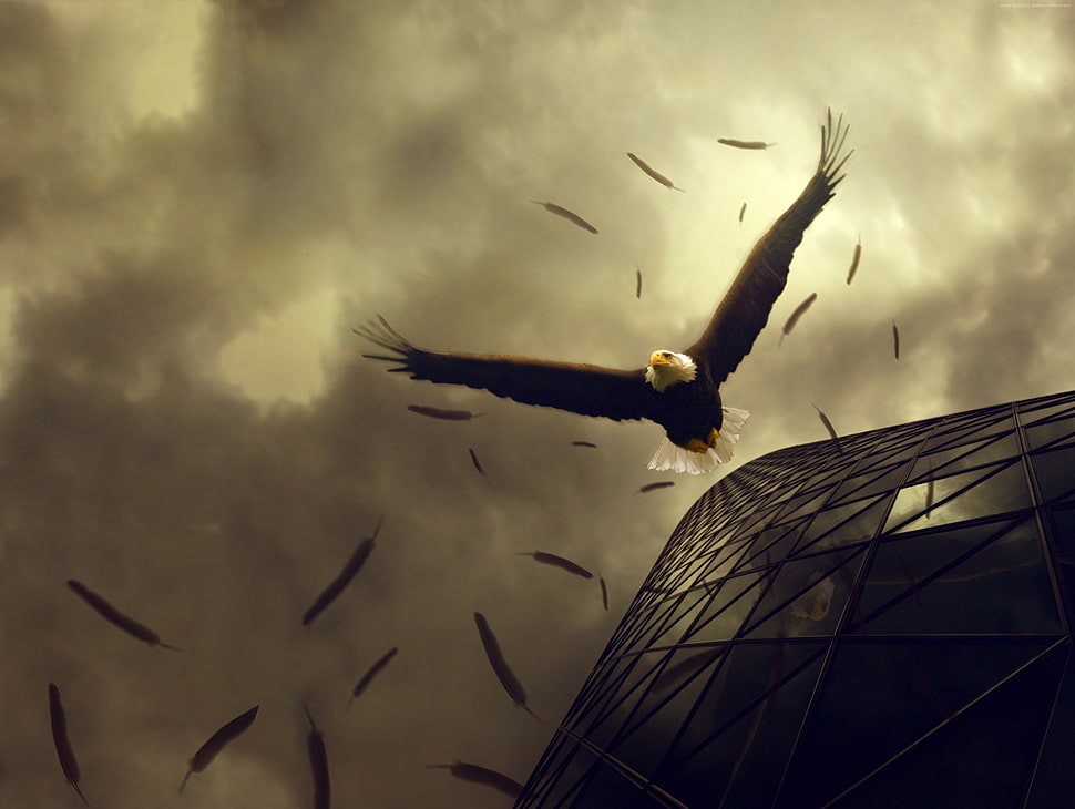 black and white bald eagle flying HD wallpaper