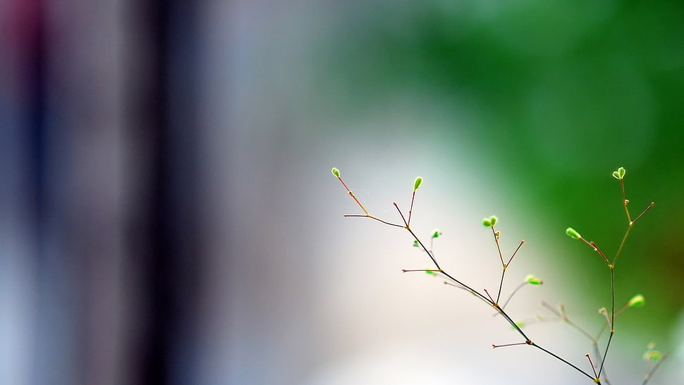 view of green leaves HD wallpaper