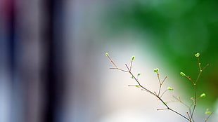 view of green leaves