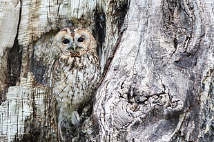 gray owl on tree trunk
