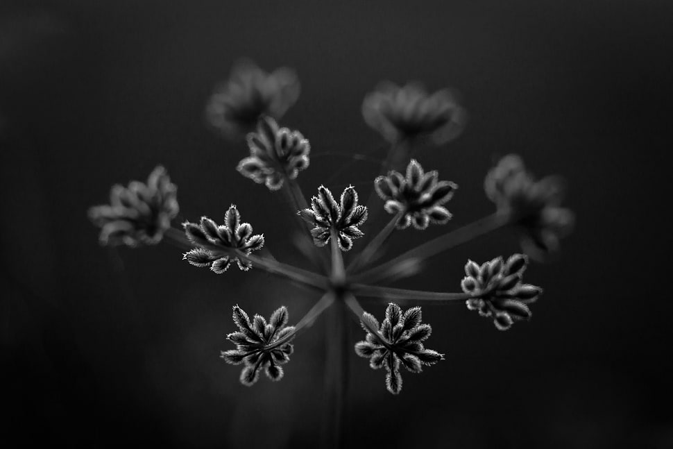grey scale photo of flowers HD wallpaper