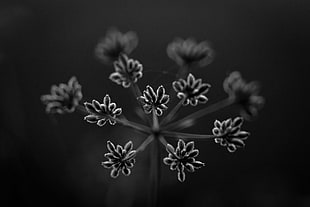 grey scale photo of flowers