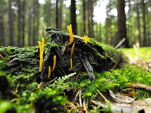 focus photography of a yellow fungus
