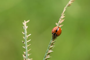red Ladybug perched on brown leaf in closeup photography, ladybird