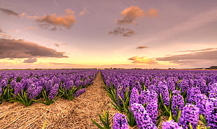 wide photography of a purple flower field HD wallpaper