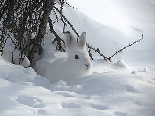 white rabbit in snow HD wallpaper