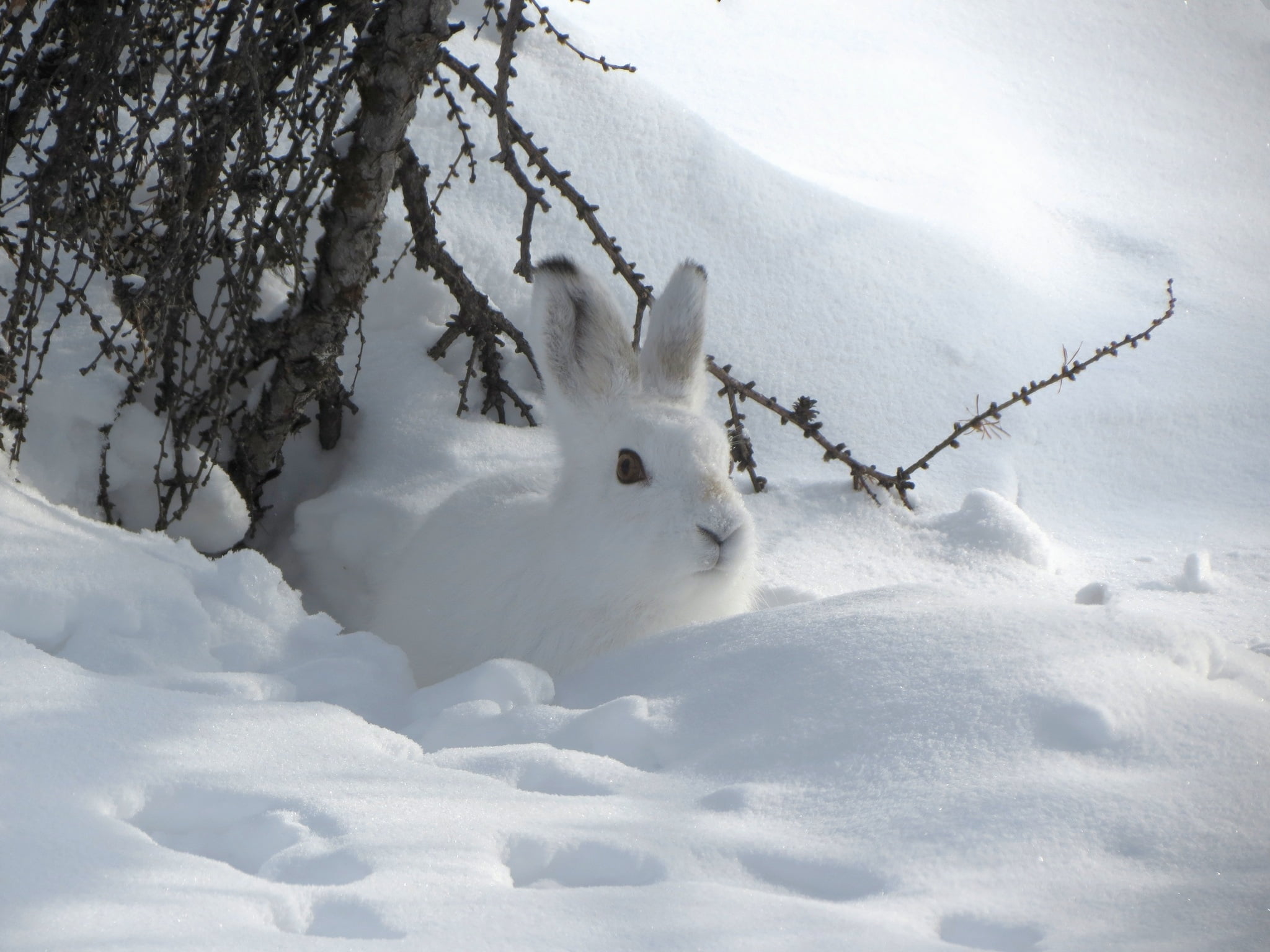 White Bunny In Snow