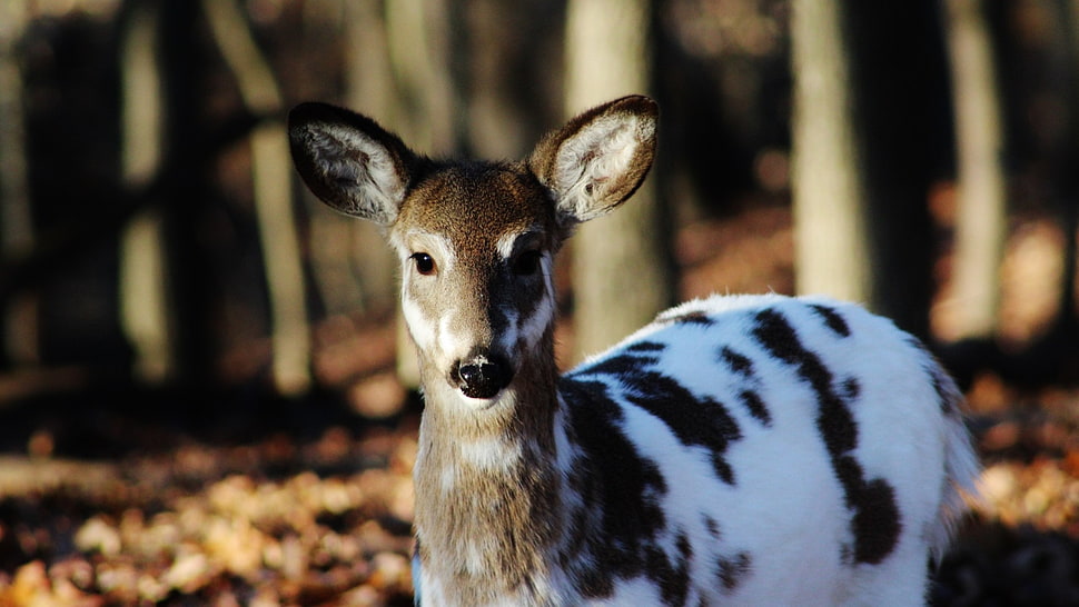 white and brown deer, deer, forest, Piebald Deer, animals HD wallpaper