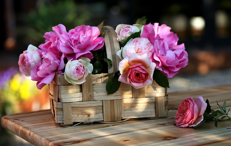 shallow focus photography of pink roses in brown wicker basket HD wallpaper