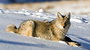 Fox,  Snow,  Light,  Hunting HD wallpaper