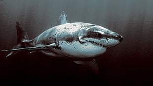 great white shark painting, shark, underwater, Great White Shark, animals HD wallpaper
