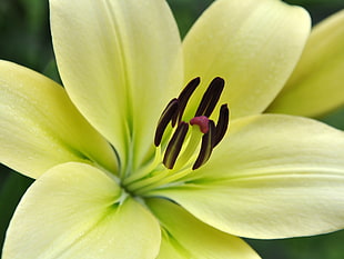 yellow Lily flower in bloom macro photo HD wallpaper