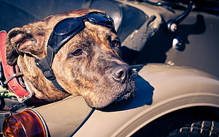dog, animals HD wallpaper