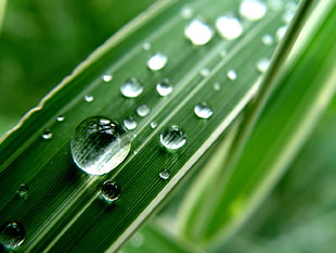 macro photography of water drop on leaf