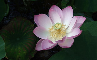 pink and white lotus flower, flowers, nature