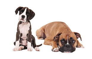 two brindle black and white, and tan Bull Mastiff puppies HD wallpaper