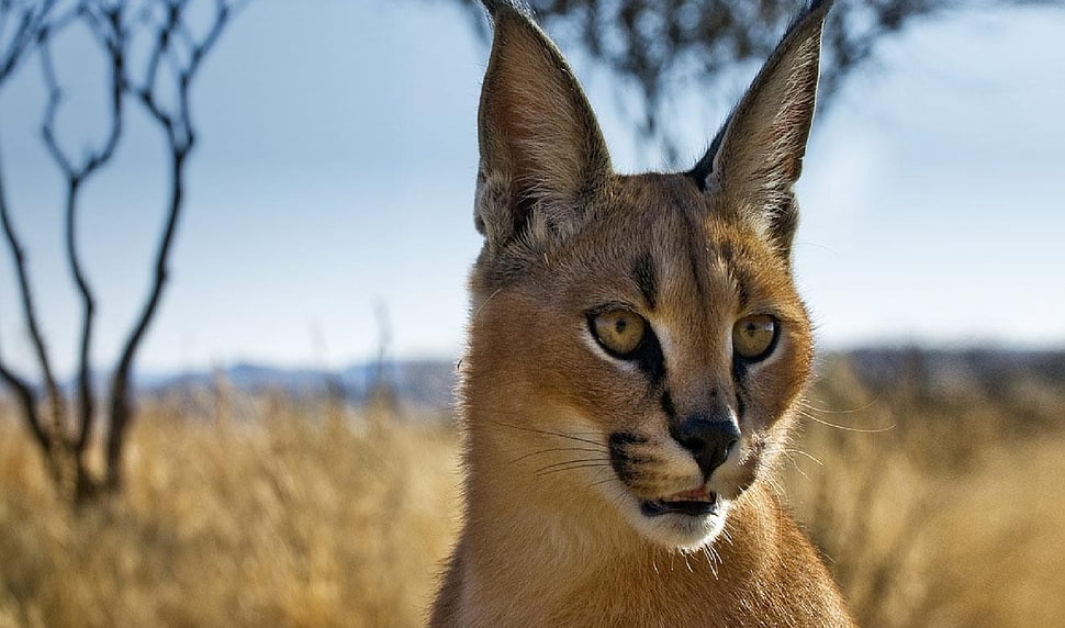 macro shot of Bobcat HD wallpaper