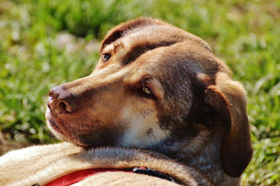light Chocolate Labrador retriever lying on green lawn during daytime HD wallpaper