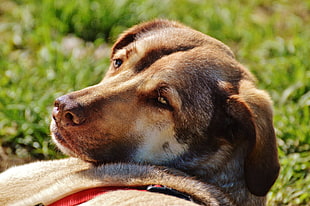 light Chocolate Labrador retriever lying on green lawn during daytime