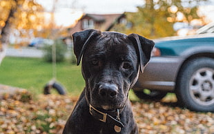 adult black and white puppy