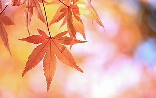 leaves, fall, plants