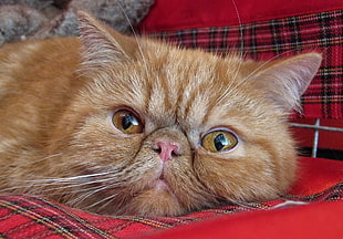 orange tabby cat on red cushion