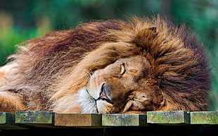 lion lying on ground