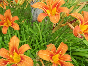 orange Daylily flowers