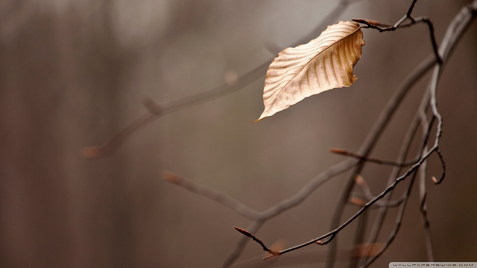 brown leaf closeup photography, nature, fall, leaves, branch HD wallpaper